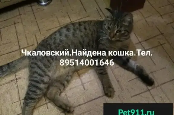 Найдена кошка в Омске, Чкаловский район