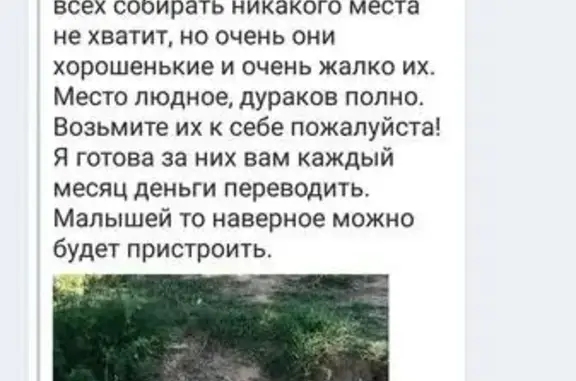 Найдена кошка с котятами в Дзержинске, нужна помощь!