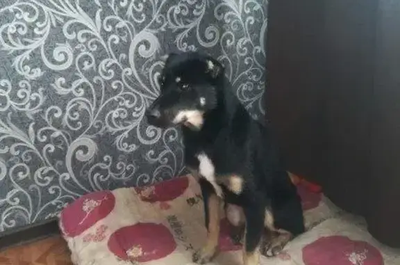 Найдена собака в Нижнекамске!