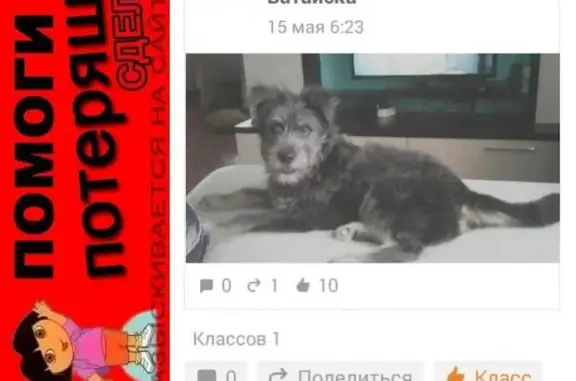 Пропала собака Федя, ДНТ Труд, Батайск