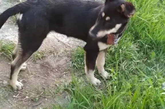 Найдена собака на ул. Адмирала Клокачева в Севастополе