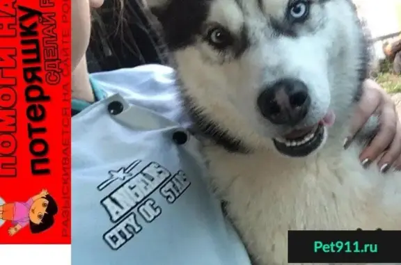Пропала собака Брюс, сибирский хаски в Наро-Фоминске