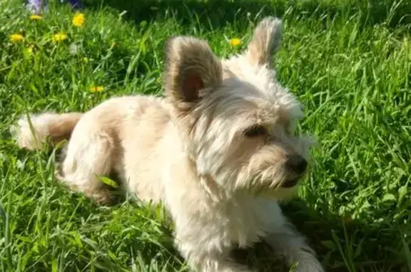 Найдена собака, Кудиновская, фото: Собака найдена у Знаменской церкви в деревне Кудиновская.