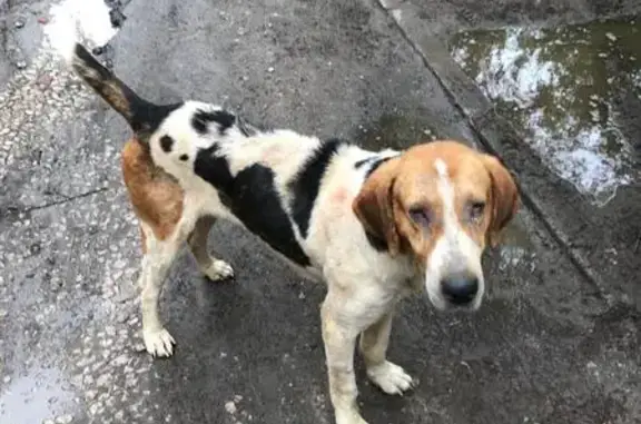 Найдена собака в Алексине, Горушки, оглохшая и с выпадающей шерстью