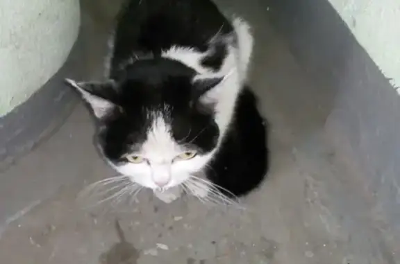 Найдена домашняя кошка возле метро на ул. Академика Янгеля