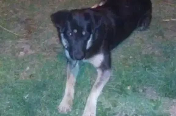 Найдена собака в Иркутске на улице Волжская