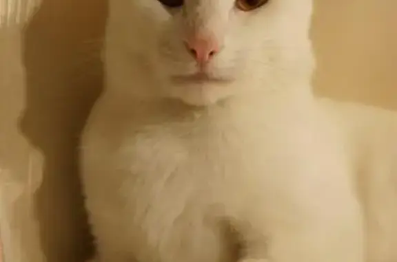 Найдена кошка #Белый ищет дом в Сочи