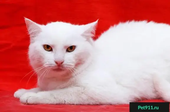 Найдена кошка в Обнинске: ищет преданных хозяев