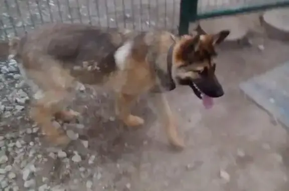 Найдена собака в Екатеринбурге, контактная и ласковая