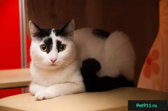 Найден котик Фартик ищет дом в Красноярске