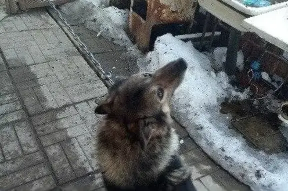 Пропала собака в Ярославле, похожа на овчарку, возраст 7 лет, ошейник рыжего цвета.