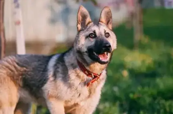 Найдена собака Мирочка ищет дом в Москве