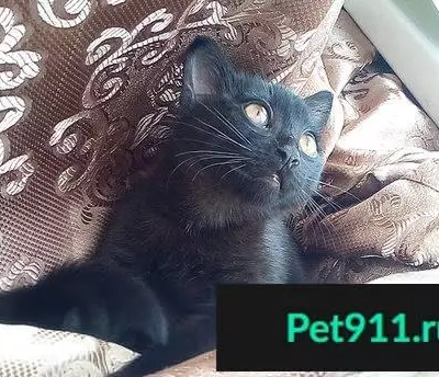 Найдена черная британская кошка в Пятигорске
