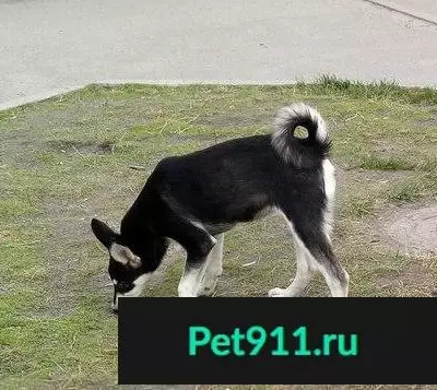 Потерян щенок на ул. Беринга, Мурманск.