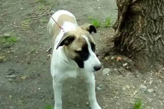 Найдена белая собака на Крауля-Мельникова (Екатеринбург)