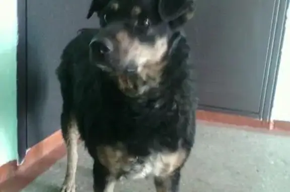 Пропала собака в Магнитогорске, возможно в садах Машиностроитель-2.