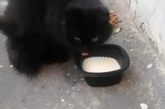 Чёрная пушистая кошка найдена в Москве