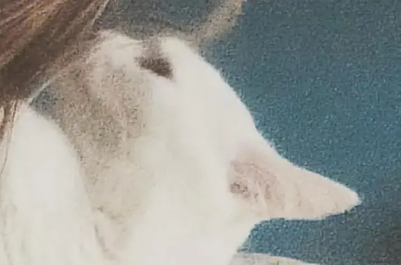 Пропала белая кошка в Москве на ул. Костромская