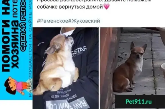 Пропала собака в Жуковском, помогите найти хозяина!