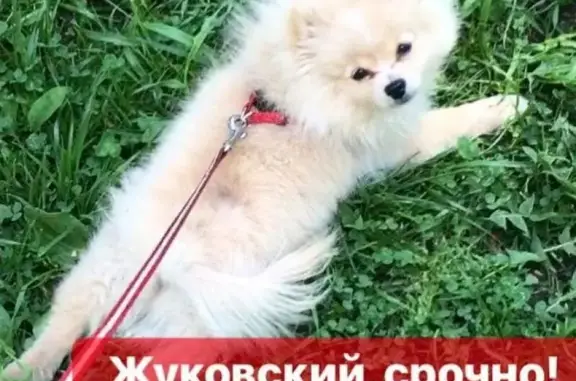 Пропала собака в Жуковском!