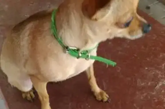 Найдена собака возле роддома в Москве