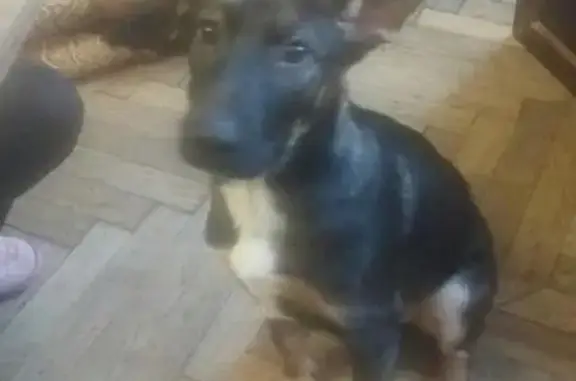 Пропала собака на улице Заслонова, ошейник черный.