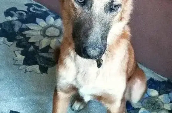 Пропала собака Гоша в ДНТ Весна, Левый берег, Улан-Удэ
