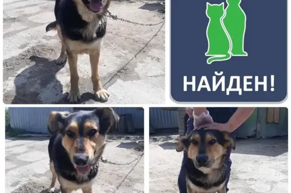 Найден пёс в Новом Голубево ищет хозяев