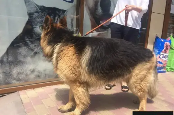 Найдена собака в Пятигорске возле зоомагазина