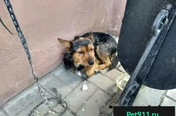 Пропала и найдена собака в Воронеже