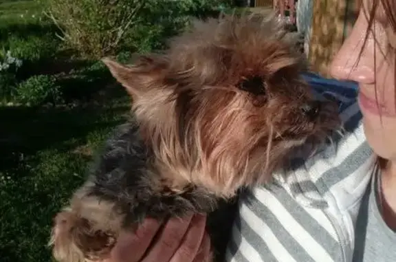 Пропала глухая собака в районе д. Онохово, Рославль, Смоленская область