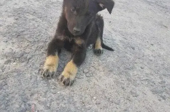 Найдены 4 щенка в Екатеринбурге