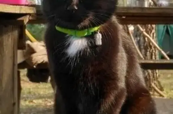 Кошки потеряшки, Ярлуково, фото: Потеряшка кошка село Ярлуково, Липецкая обл.