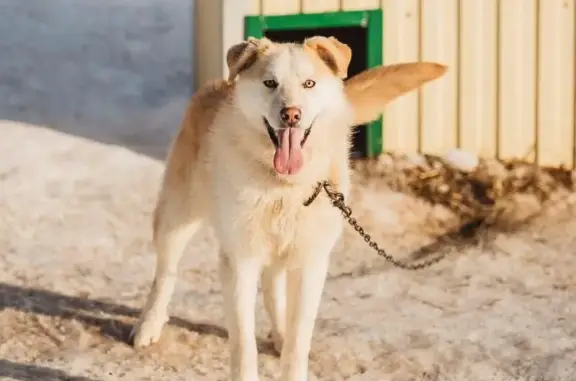 Найдена собака в Нижневартовске: ЛАРС, помесь лабрадора, возраст 1.5 года.