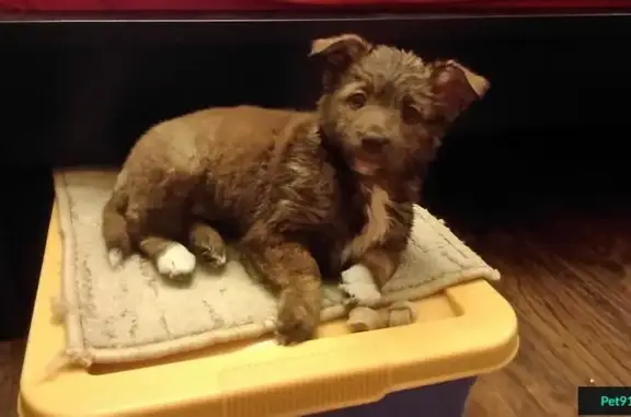 Найдена щенок на Иртышской набережной
