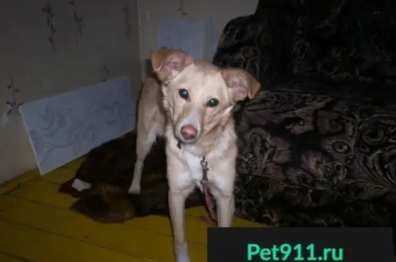 Найдена собака ЛАЙМА в Кемерово