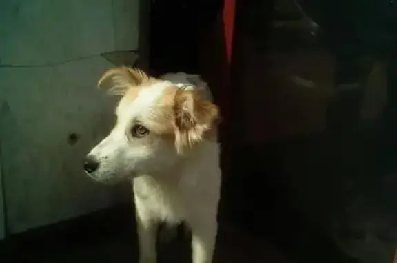 Потерянная собака ищет хозяев в Самаре, метро Безымянка