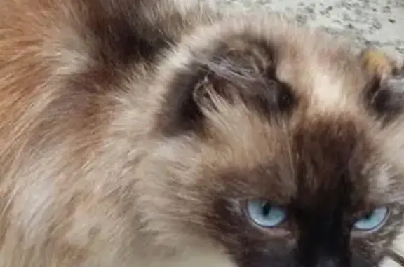 Обмороженная кошка найдена в Красноярске