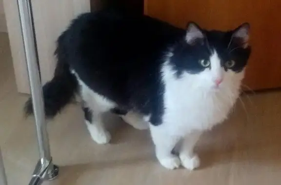 Пропала кошка в Приволжском районе, ул. Фучика-Дубравная