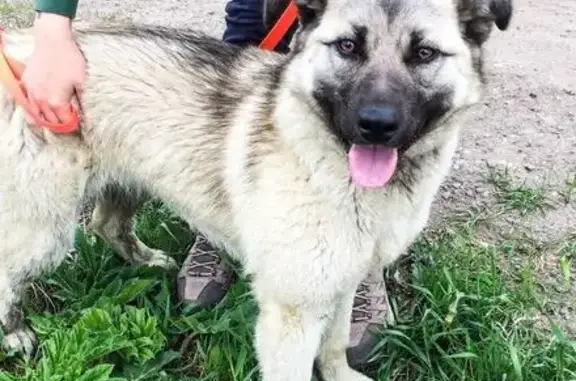 Найдена собака в районе Новинки, ищем хозяев