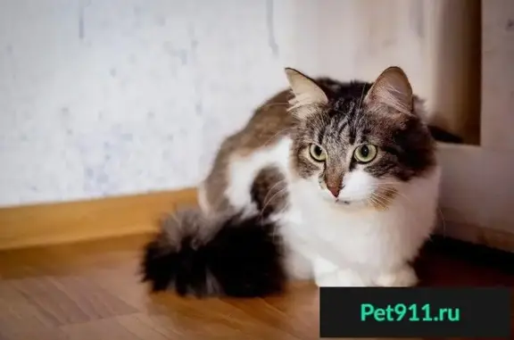 Найдена кошка Маша ищет дом в СПб