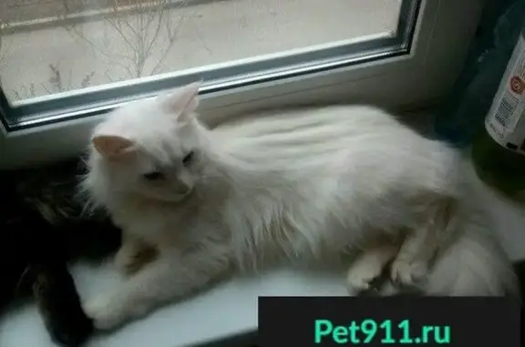 Пропала кошка в Норильске, Красноуральская 1а