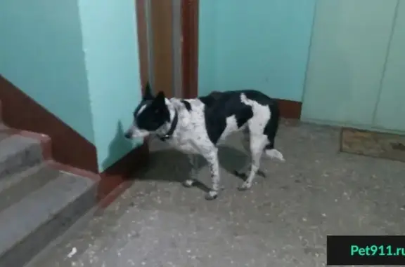 Найдена собака в Мурманске, Маклакова 8, срочно ищем хозяина!
