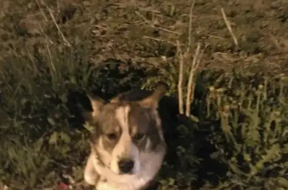 Потерянная беременная собака на Комсомольской