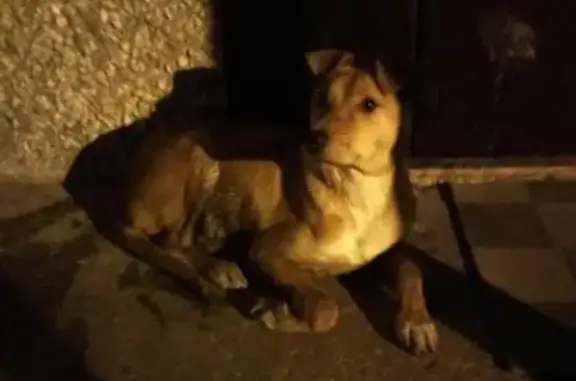 Найдена собака в Перми