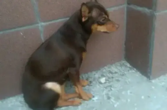 Найдена собака около 53 школы в Челябинске