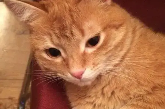 Пропал кот Рыжик в СНТ Заря, вознаграждение