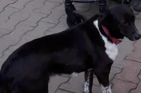 Пропала черная собака с белой грудью в Мытищах, Октябрьский проспект, 16А