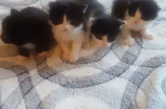 Беременная кошка родила котят в Нижневартовске