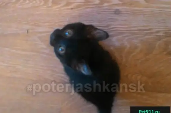 Найден чёрный котёнок на ул. Котовского